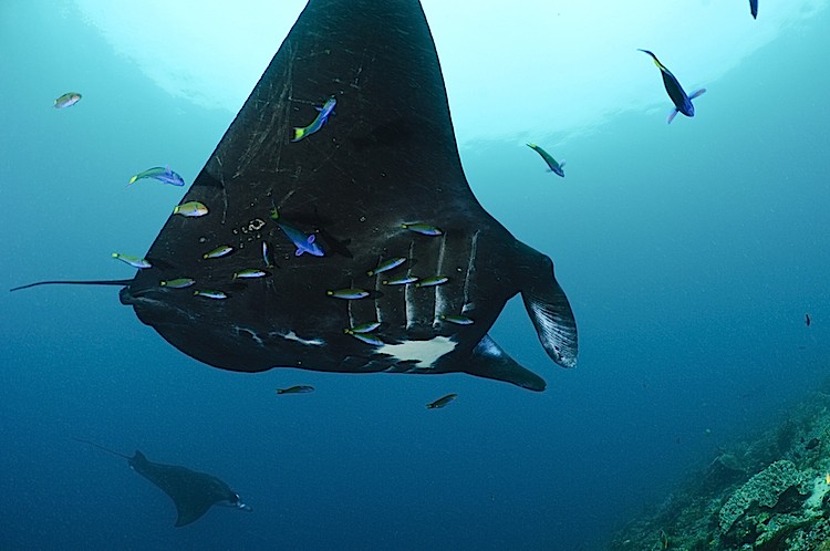 Wrasse clean a manta rays at a cleaning station off Raja Ampat Islands, West Papua, Indonesia. (Matthew Oldfield)