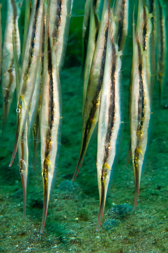 A school of razorfish at Gilimanuk in Bali, Indonesia. (Matthew Oldfield)