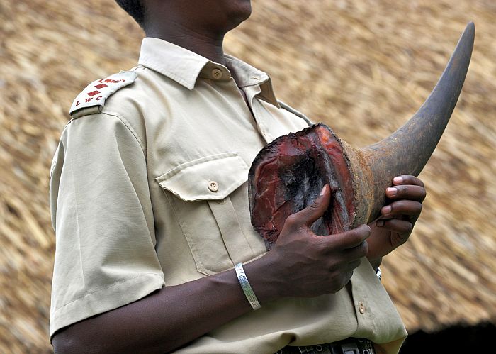 A rhino horn taken from a dead rhino shot by poachers in Kenya, Africa. Rhino horn is believed to have curative powers in Vietnam, costing up to $40,000 for one horn on the black market. (Roberto Schmidt/AFP/Getty Images)