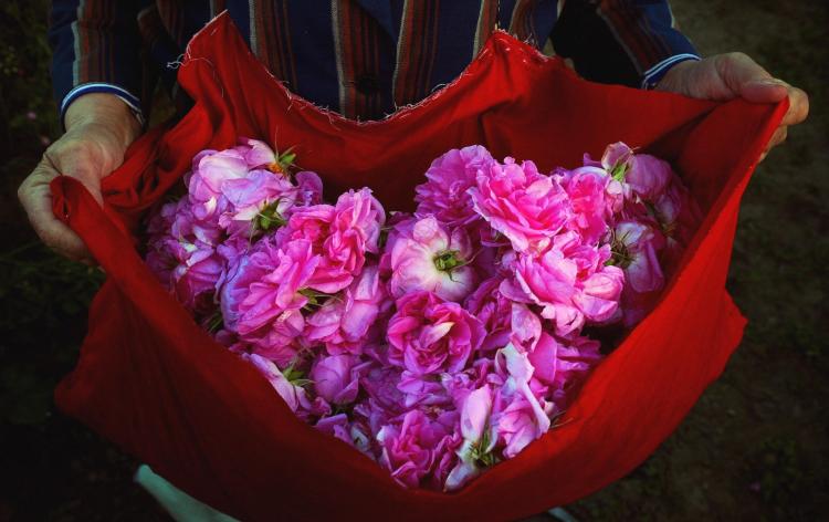 A Bulgarian woman holds a fill bag with rose petals early morning 28 May 2004 in the Valley of Roses, near the town of Karlovo, in central Bulgaria. Bulgaria has a 330 year-old-tradition in essential rose oil distillation. (Dimitar Dilkoff/AFP/Getty Images)