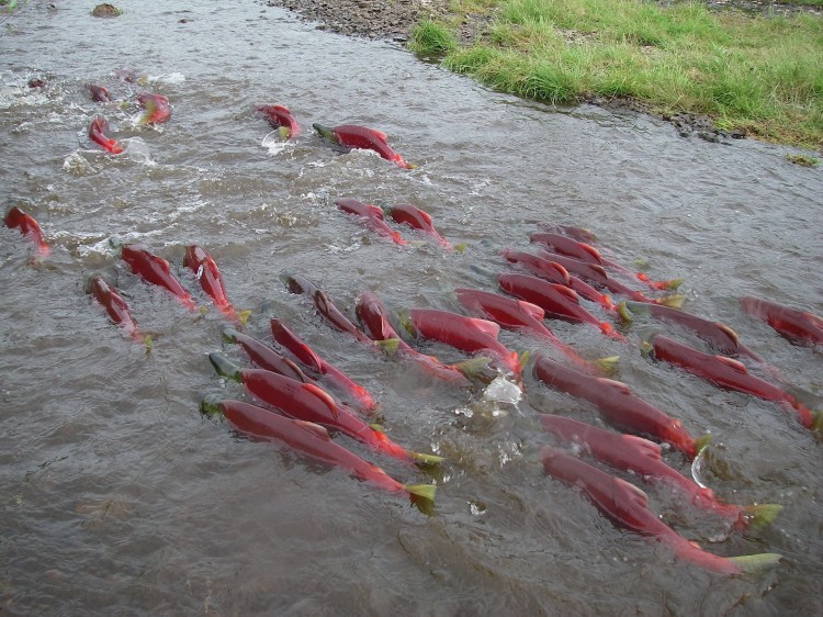 A salmon's excellent sense of direction is affected by changes in Earth's magnetic field. (Current Biology, Putman et al.) 