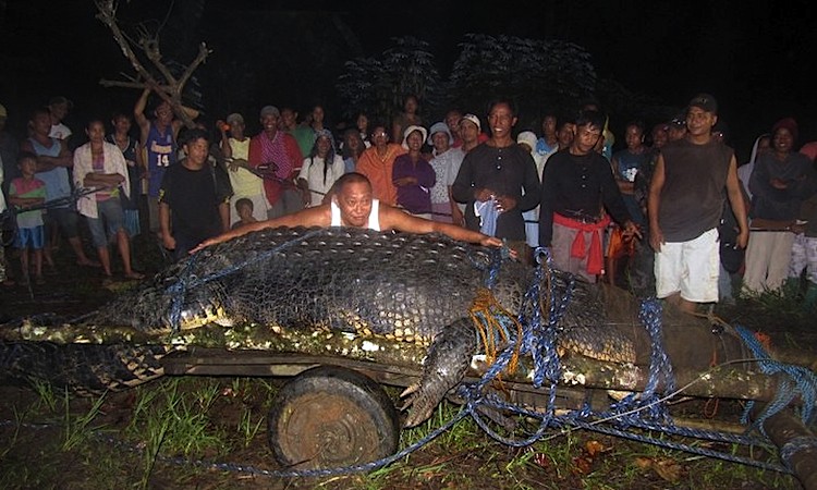 Villagers look at the massive saltwater crocodile caught in the town of Bunawan, Agusan del Sur province on the southern Philippine island of Mindanao on Sept. 4. (STR/AFP/Getty Images)