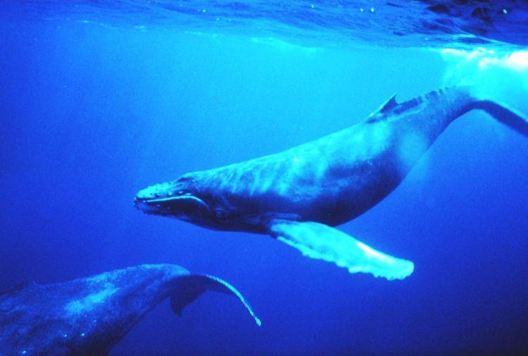 HUMPBACK WHALE: A recent study documented how songs spread across different humpback whale populations. (Dr. Louis M. Herman/National Oceanic and Atmospheric Administration)