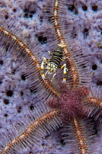 Skeleton shrimps on a whip coral at Lembeh Strait in Sulawesi, Indonesia. (Matthew Oldfield) 