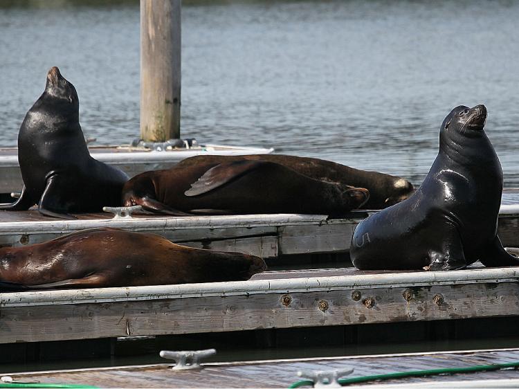 Sea Lions sunbathe on a dock at Pier 39 February 25, 2010 in San Francisco, California. (Justin Sullivan/Getty Images)