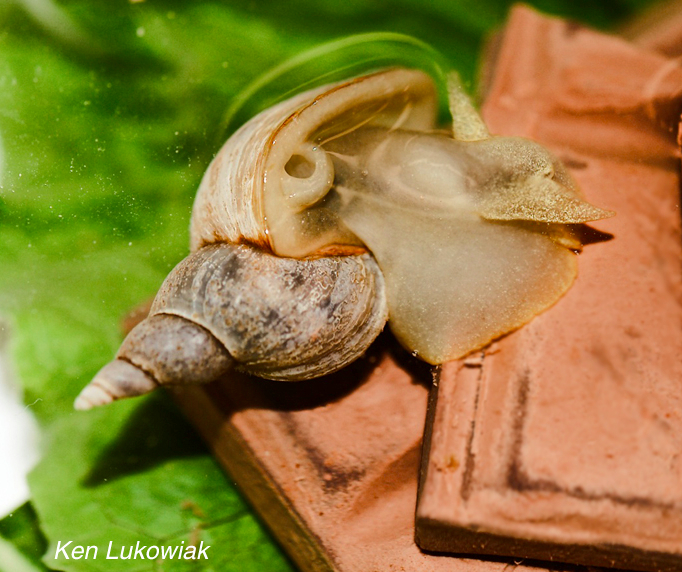 A pond snail opens its pneumostome, while feeding on chocolate. (Ken Lukowiak) 