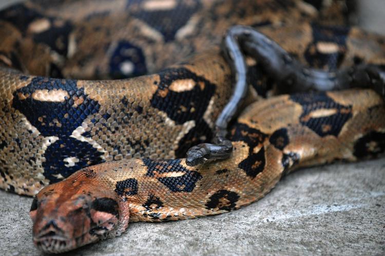 A boa constrictor snake that is more than two meters long. A report from biological experts is showing a decline in the number of snakes found in natural habitats around the world.  (Yuri Cortez/Getty Images)