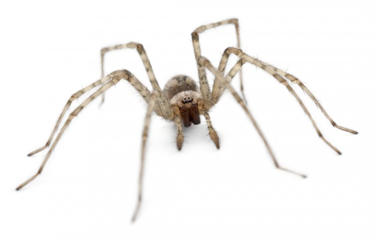 This is the only fossil ever discovered of a spider attacking prey in its web. Preserved in amber, it is about 100 million years old. (Oregon State University) 