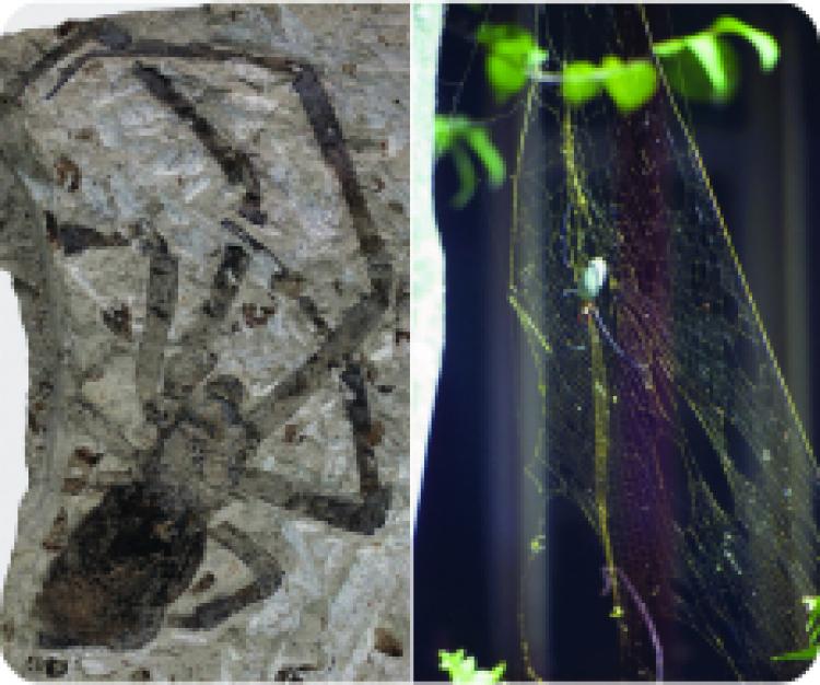Largest spider fossil belongs to the living genus Nephila, or golden orb-weavers. (Kansas University)