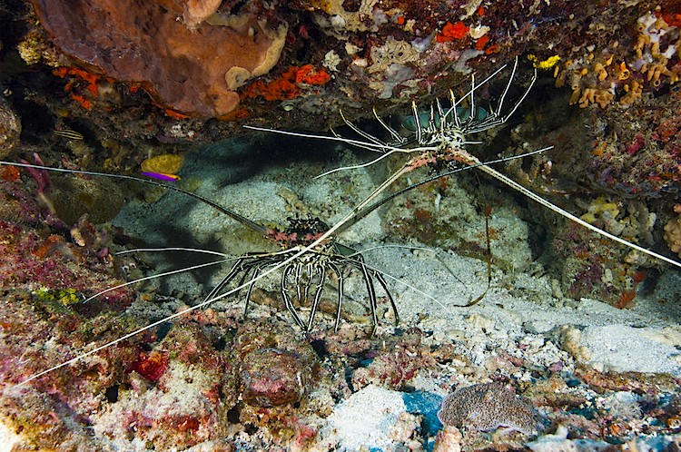 A pair of painted or spiny lobsters at Yapen in West Papua, Indonesia. (Matthew Oldfield)