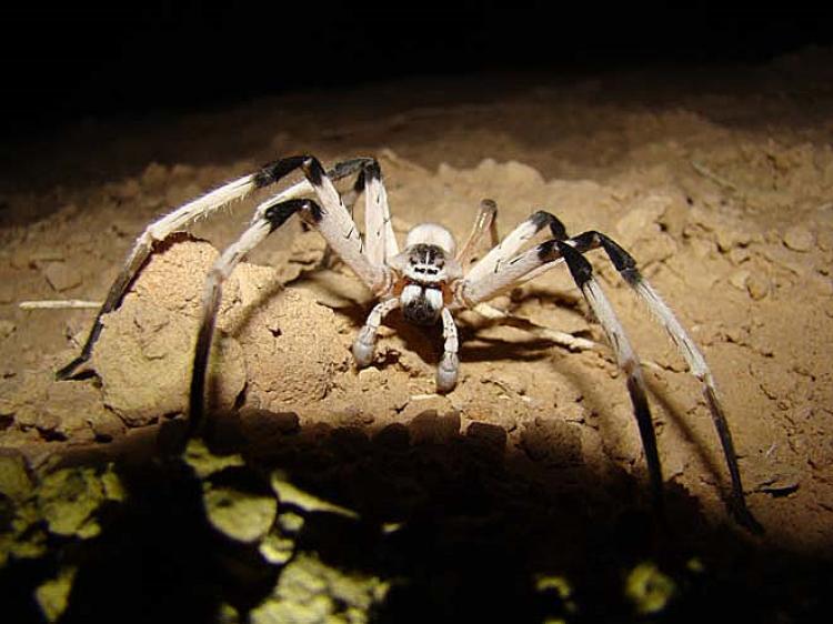 NEW SPECIES: Researchers in Israel calls for preservation of the habitat of the newly discovered spider Cerbalus aravensis. (Yael Olek/The University of Haifa)