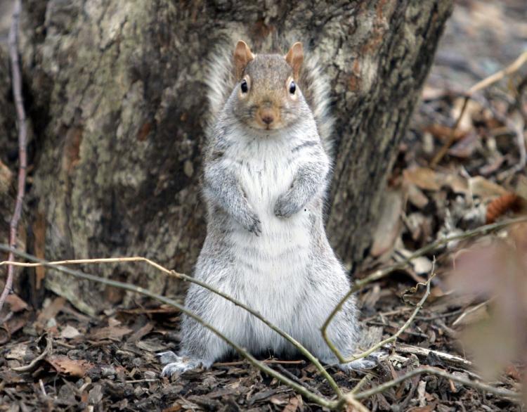 'Our civilization, our economy, and our health requires wise and friendly care for nature.' (Stan Honda/AFP/Getty Images)