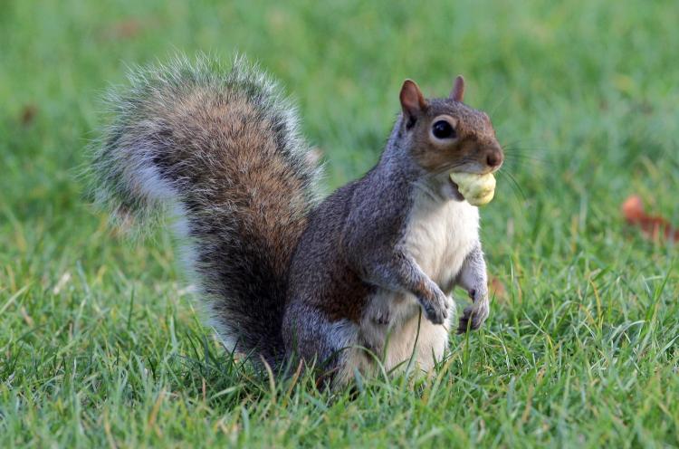  (Dan Kitwood/Getty Images)