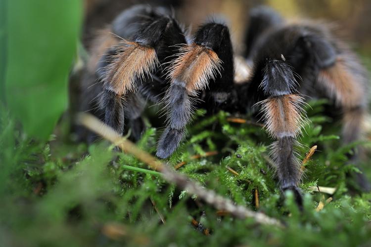 Tarantula smuggler Sven Koppler of Germany was arrested on Friday after a sting operation unveiled his operation. (FABRICE COFFRINI/AFP/Getty Images)