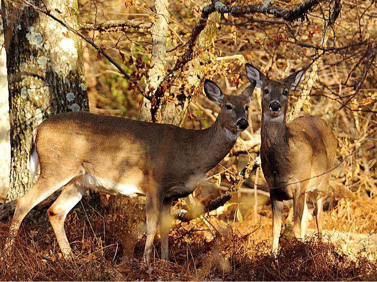 Deer watch tourists from the brush in the Shenandoah National Park November 1, 2008.    (Karen Bleier/AFP/Getty Images)