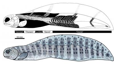 Tarrasius problematicus, a 345-million-year-old eel-like fish, had a surprisingly human-like spine, new research from the University of Chicago reveals. (Lauren Sallan/University of Chicago)