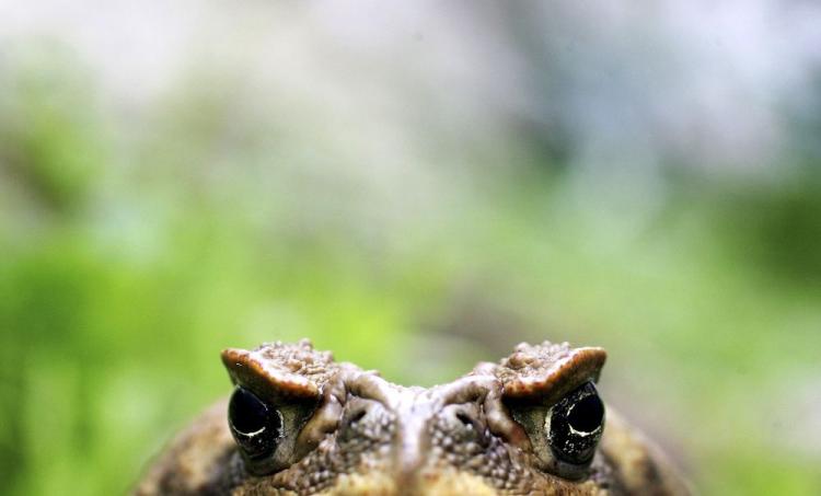 Prolific breeders, cane toads seem to survive just about anything including an extraordinary array of eradication campaigns. (Ian Waldie/Getty Images)