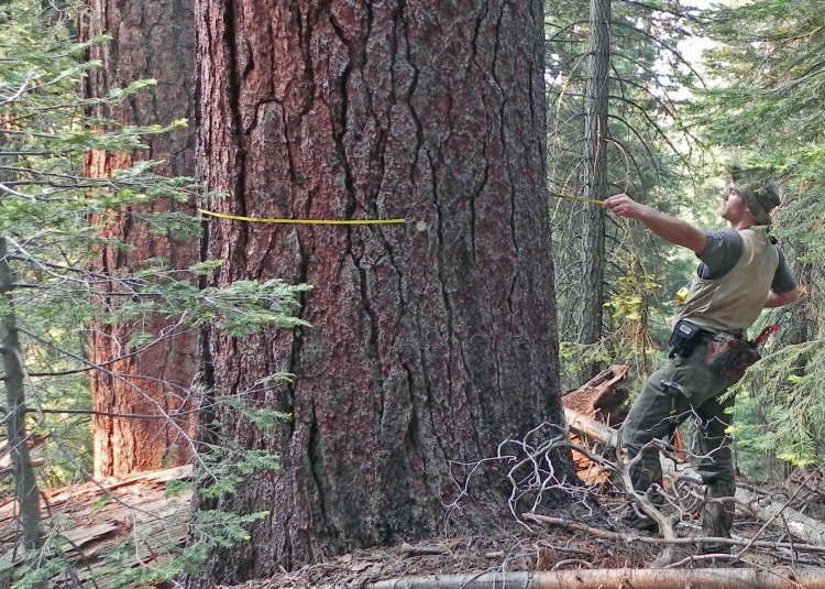 Washington State University's Mark Swanson pulls a tape tight around a 4-foot-wide sugar pine, one of the 34,500 live trees counted and tagged for long-term study in a Yosemite National Park study plot. (Washington State University)