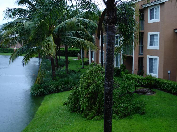 This apartment complex pond swells with stormwater, while trees surrounding it are battered and uprooted.  (Regina Finnegan)