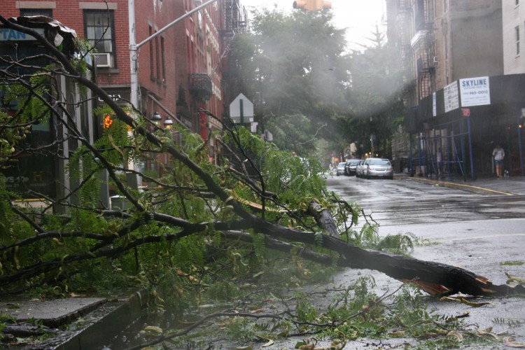 Mayor Michael Bloomberg said on Sunday afternoon that 650 trees have been uprooted in New York City. (Zack Stieber/The Epoch Times)