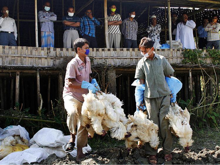 Bangladeshi health ministry personnel bury dead chickens at a poultry farm at Bakoliya, in the port city of Chittagongon. (AFP/Getty Images)