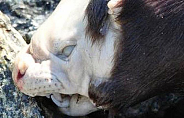 Image of the animal that washed ashore in the community in northern Ontario. (Kitchenuhmaykoosib Inninuwug)