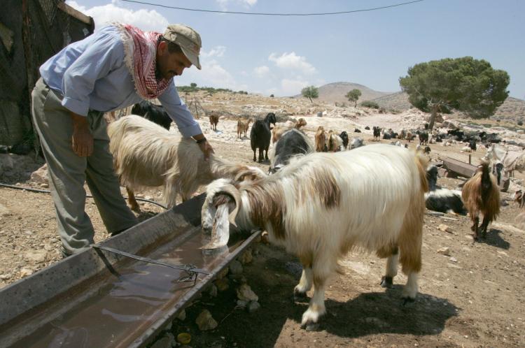 A Palestinian shepherd checks his goat as they stop for a drink in the northern West Bank village of Al-Aqaba. (Jack Guez/AFP/Getty Images)
