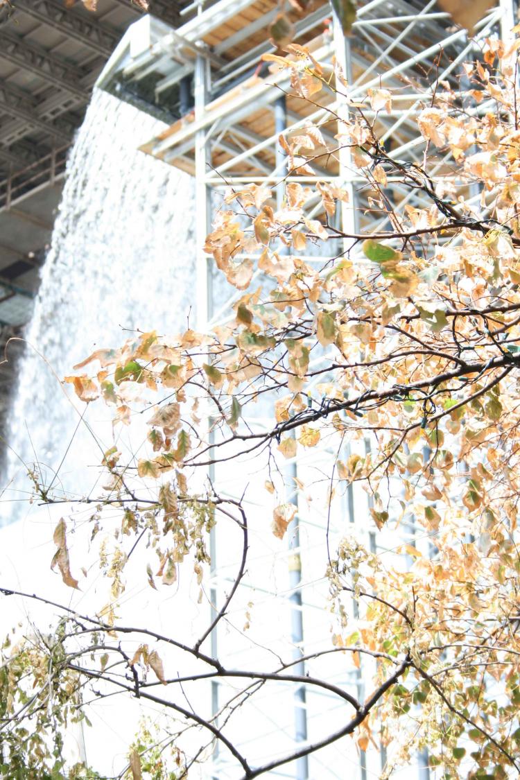 DEAD LEAVES on the trees at the River Cafe next to the Brooklyn Bridge last Wednesday. Behind is a man-made waterfall, part of a public art exhibit. (Katy Mantyk/The Epoch Times)