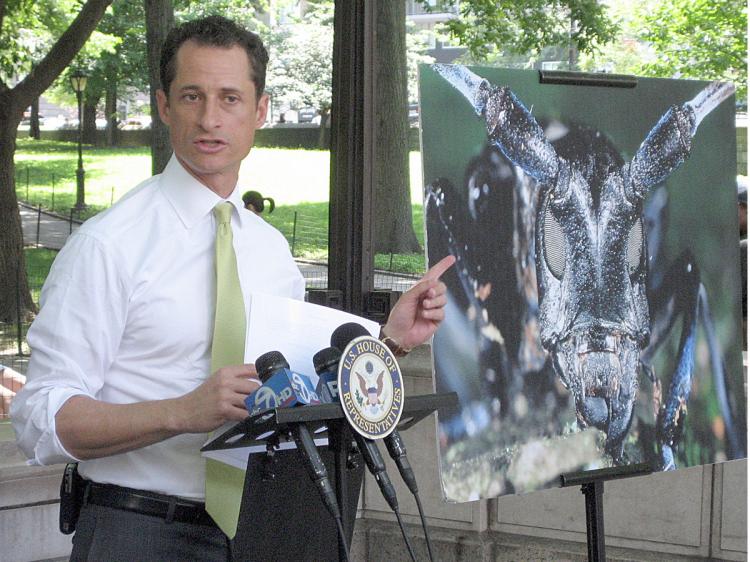 THE CULPRIT: Representative Weiner explains the devastating effects of the Asian Long-horned beetle. (Vicky Zheng/The Epoch Times)