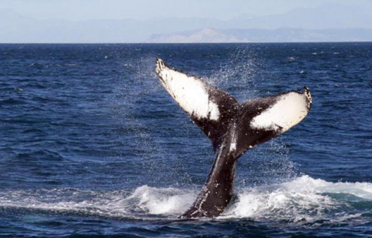 Japan agreed to halt its kill of 50 humpback whales for two years in 2007, but their tally of 1000 whales killed per season remains.  (David Brooks/AFP/Getty Images)