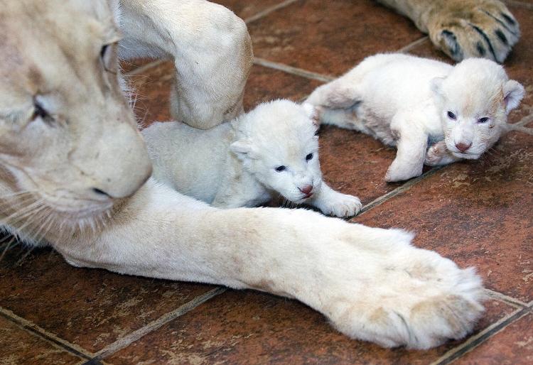 Two rare white lion cubs were born this week at the Belgrade Zoo.    (Andrej Isakovic/AFP/Getty Images)