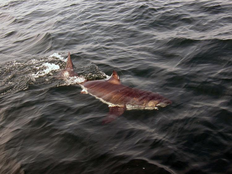 The juvenile great white shark that was caught and released in the Stellwagen Bank, in Boston, MA, on Saturday.  (Photo courtesy of Bruce Sweet )