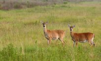 Florence Video: Herd of Deer Cross Flooded Road in North Carolina