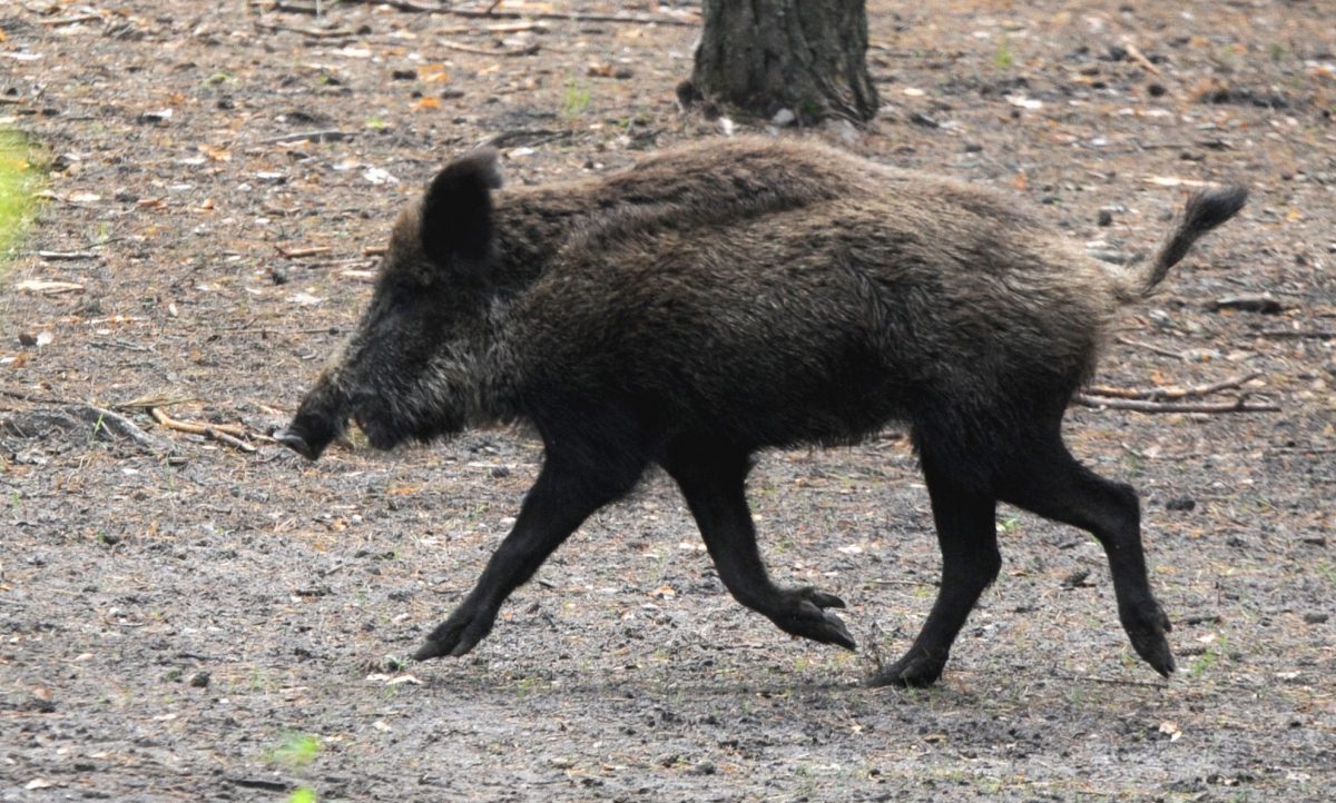 New Zealand Family in the Hospital After Eating Wild Boar Meat