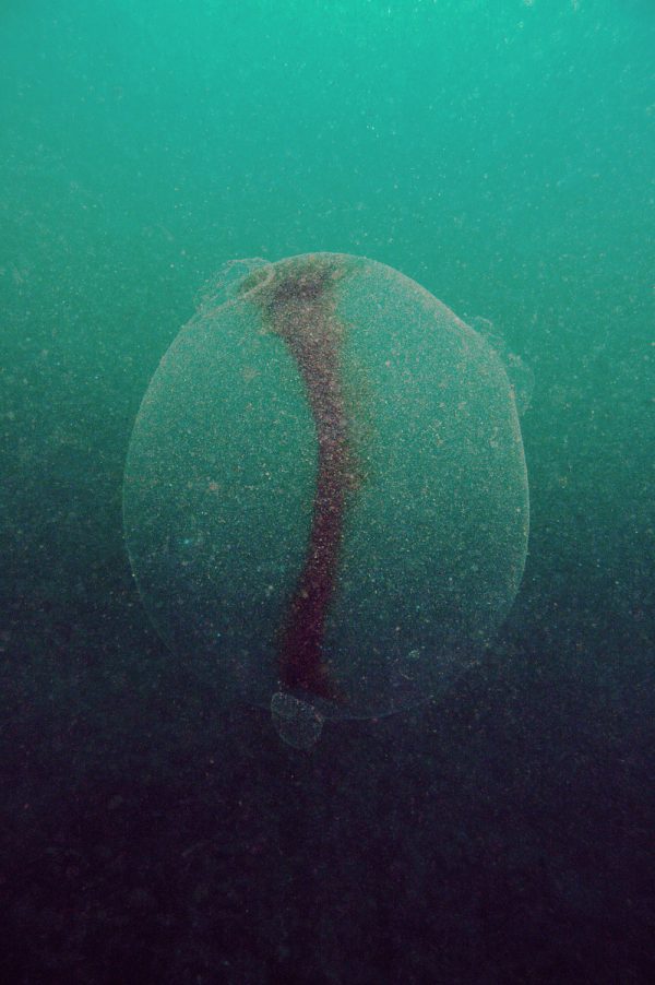 A gel ball found by diver Rudolf Svensen in Norway. (Rudolf Svensen)