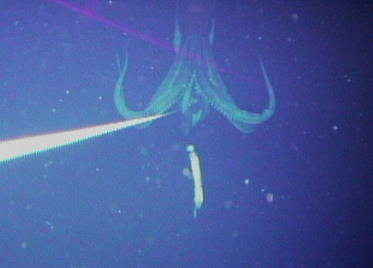 A giant squid. (Dr. Tsunemi Kubodera/National Science Museum, Tokyo)