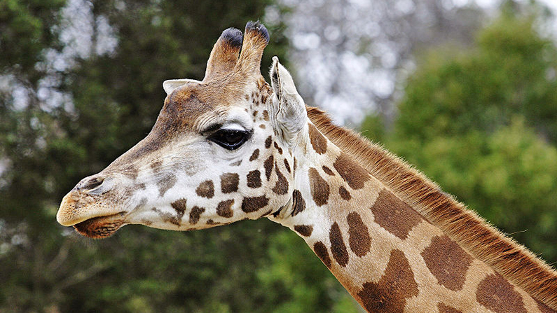 This reticulated giraffe reside in Australiaâs Melbourne Zoo (fir0002/flagstaffotos.com.au/Wikimedia Commons)