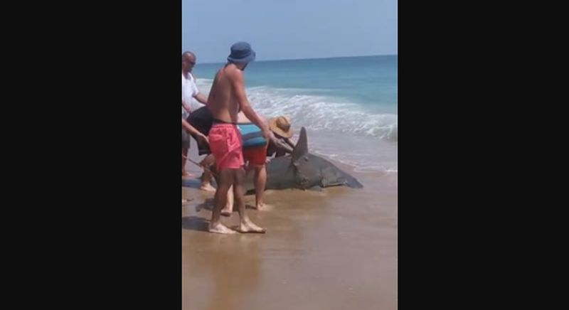 VIDEO: 60-pound shark caught several feet from swimmers on 