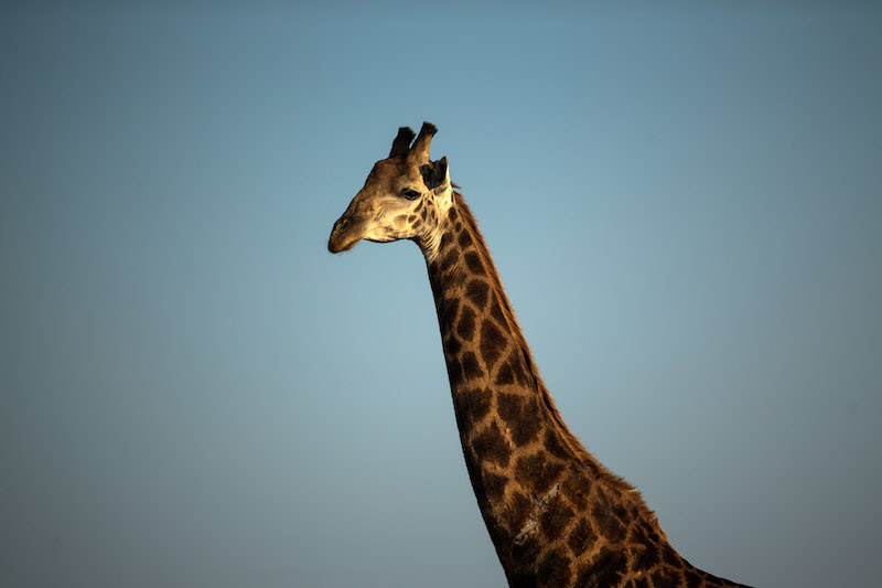 A giraffe in South Africa