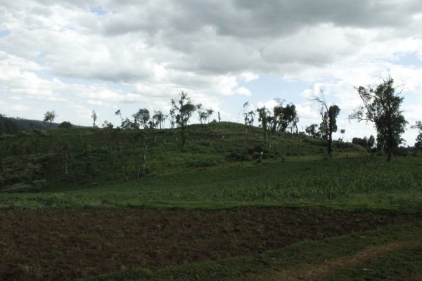 Mau Forest Kenya