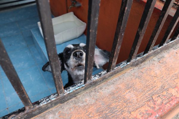 A rescued stray dog in a cage at the Clinica Veterinaria Delegacional in Venustiano Carranza, Mexico City.