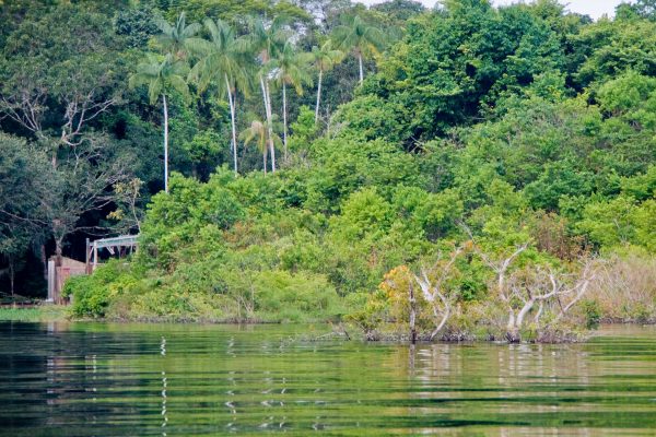 Negro river in Amazonas state, Brazil.