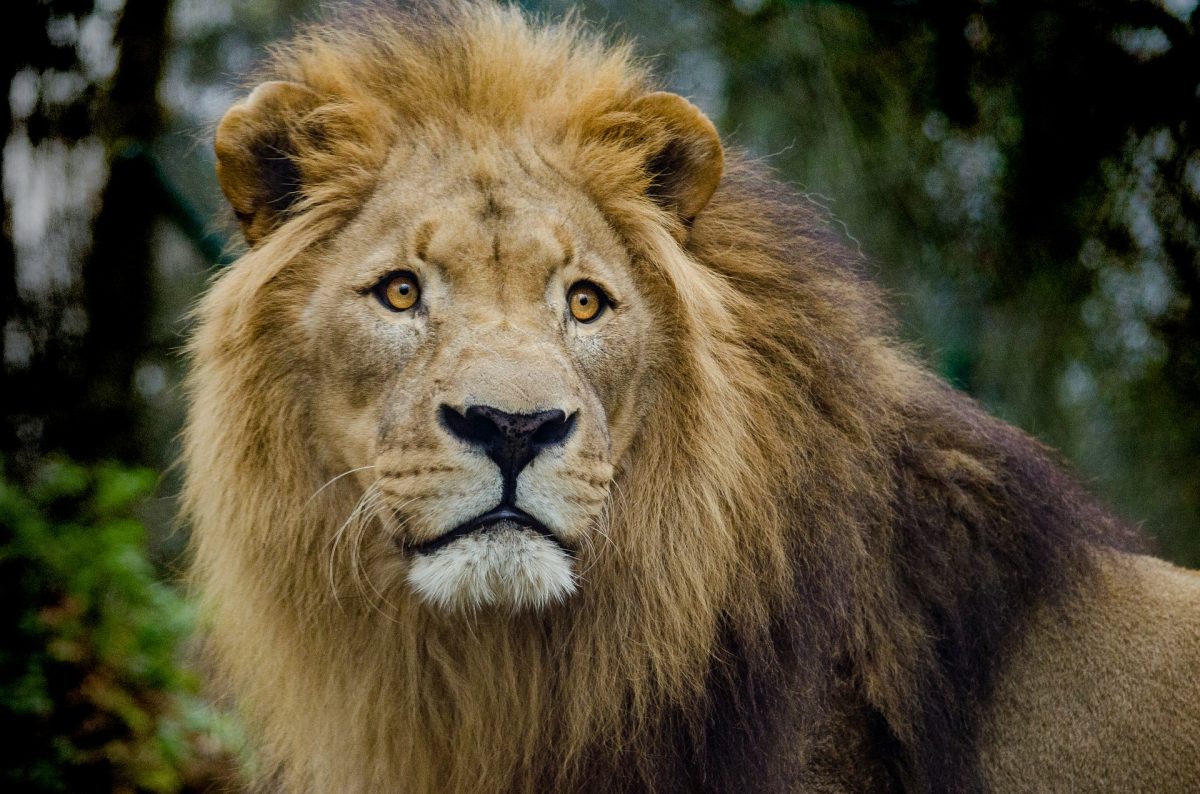 Image result for Sad! Lion kills newly employed Zoo worker