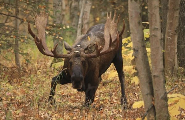 a mature bull moose