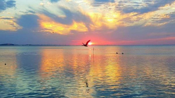 Bird flying over bay at sunset