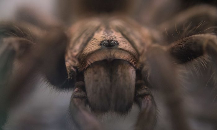 A picture taken on July 12, 2018 shows a tarantula. (Sebastian Gollnow/dpa/AFP/Getty Images)