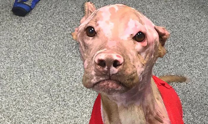 Justice, an American pit bull terrier, was horribly burnt and left to wander the streets. The Shelbyville Animal Shelter and IndyVet have brought Justice back to health. (Shelbyville/Shelby County Animal Shelter/Facebook)