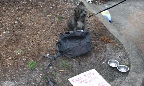Couple Spot a Heartbreaking Note Next to a ‘Discarded’ Dog Tied to a Dumpster