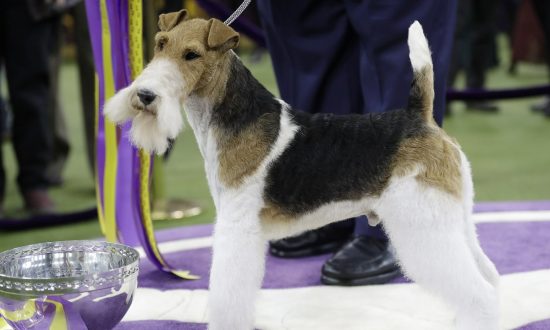 King the Wire Fox Terrier Takes Westminster’s Best in Show