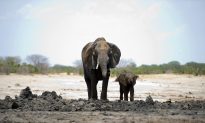 Elephant Kills British Soldier During Anti-Poaching Operations